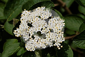 Wayfaring Tree ( Viburnum lantana ) - Bloom