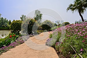 Wayside flowers at sunny summer noon