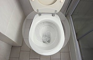 WC Flush