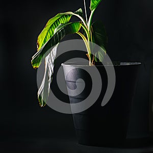 Weak and damaged potted plant over black backgoround.