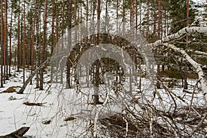 Weakened bent birch tree in a pine forest. Cloudy spring day with the last melting snow