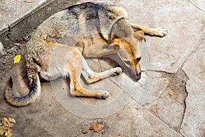 The Weakened stray dog from the shelter. Homeless dogs. Selective focus