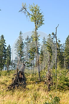 The weakened tree could not hold up in the onslaught of wind in early autumn in Sumava National Park, Czechia, Europe