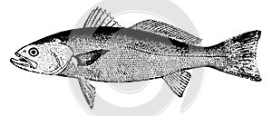 Weakfish, vintage illustration