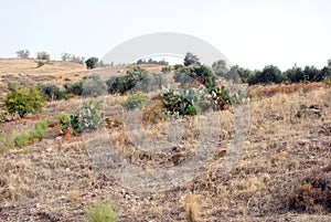 The wealth of Cypriot gardens, the fertility and generosity of nature near the ruined war village of Vrestia.