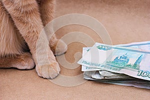 Wealth. Savings. A red-haired cat next to Russian banknotes worth 1000 rubles