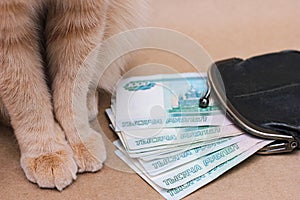 Wealth. Savings. A red-haired cat next to Russian banknotes worth 1000 rubles