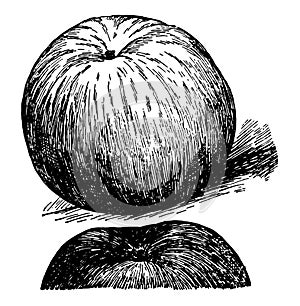 Wealthy Apple vintage illustration