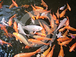 Wealthy Fish (Feng Shui) photo