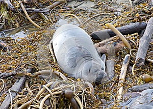 Weaned elephant seal pup exploring dried kelp washed up on shore
