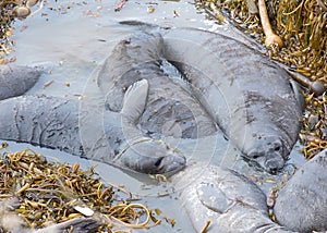 Weaned elephant seal pups practicing swimming in a shallow pool of seawater
