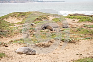 Weanling in Northern Elephant Seal colony, Ano Nuevo State Park, CA