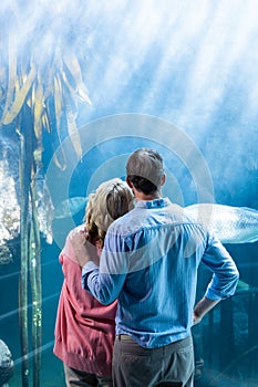 Wear view of couple looking at fish in the tank