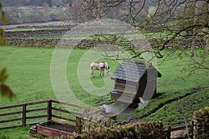 Weardale country scene with donkey photo