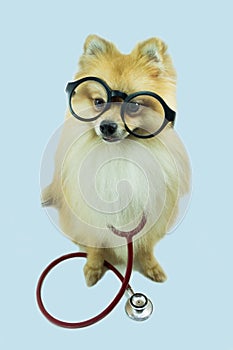 Wearing glasses Pomeranian dog and a stethoscope