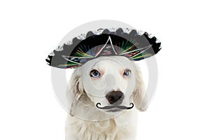 WEARING A MEXICAN MARIACHI HAT AND A MUSTACHE OR MUSTACHE. LOOKING AT CAMERA. ISOLATED SHOT AGAINST WHITE BACKGROUND