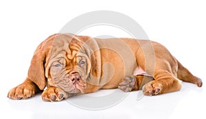 Weary Bordeaux puppy. isolated on white background