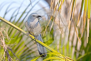 Weary Florida Scrub Jay On A Branch