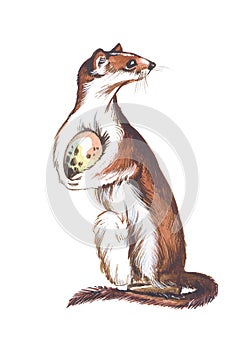 Weasel