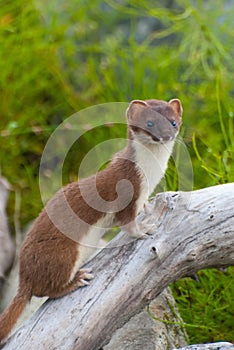 Weasel