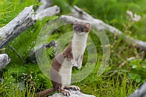 Weasel