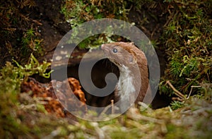 Weasel appearing from dark hole