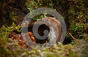Weasel appearing from dark hole photo