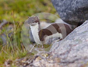 Weasel brown against the background of stones and green grass looks into the distance.