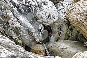 Weasel hiding amongst rocks