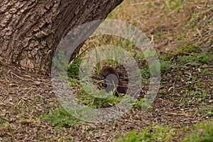 Weasel hiding in tall grass