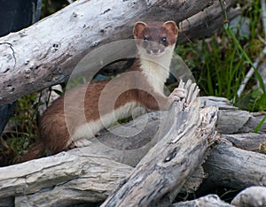 Weasel