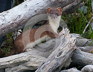 Weasel photo