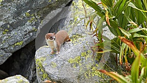 Weasel or Least weasel (mustela nivalis) in natural habitat