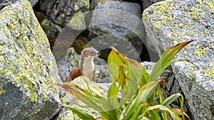 Weasel or Least weasel (mustela nivalis) in natural habitat