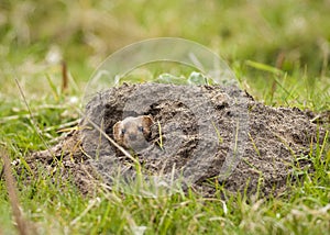 Weasel in molehill