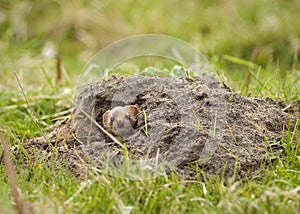 Weasel in molehill