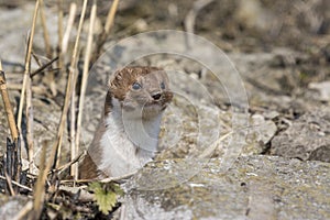 Weasel Mustela erminea