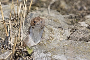 Weasel Mustela erminea