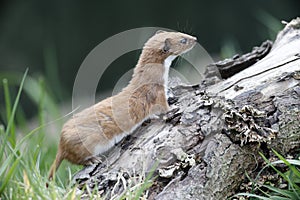 Weasel, Mustela nivalis,