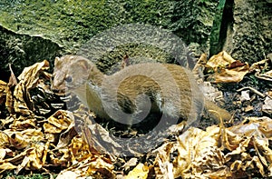 Weasel, mustela nivalis, Adult standing on Fallen Leaves