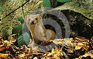 Weasel, mustela nivalis, Adult standing on Fallen Leaves, Normandy