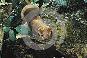 Weasel, mustela nivalis, Adult standing on Rocks