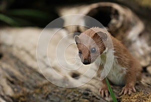 A Weasel, Mustela nivalis, hunting around for food in a pile of logs at a wildlife center.