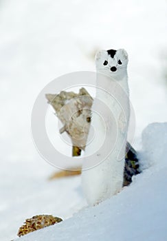 Weasel ( Mustela nivalis nivalis ) photo