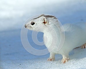 Weasel ( Mustela nivalis nivalis )