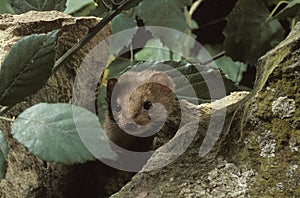 Weasel, mustela nivalis, Normandy