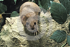 Weasel, mustela nivalis, Normandy