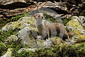 Weasel, Mustela nivalis photo