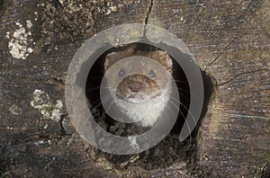 Weasel, Mustela nivalis photo