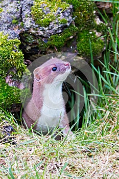 Weasel peering out of his hole photo